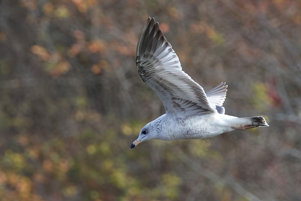 Gavina americana - ML644370096