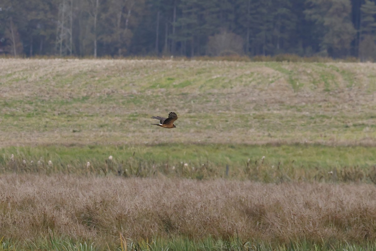 Хээрийн хулд - ML644370097