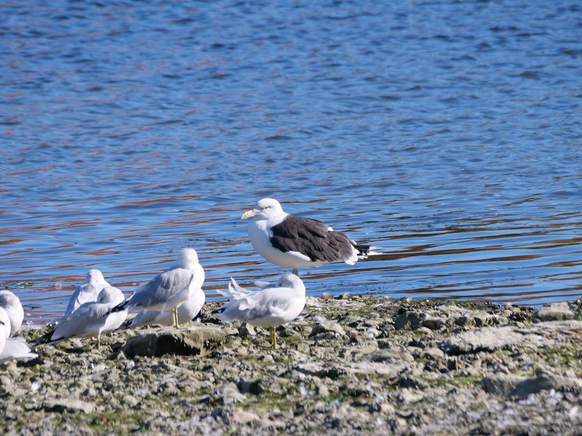 Great Black-backed Gull - ML644370099