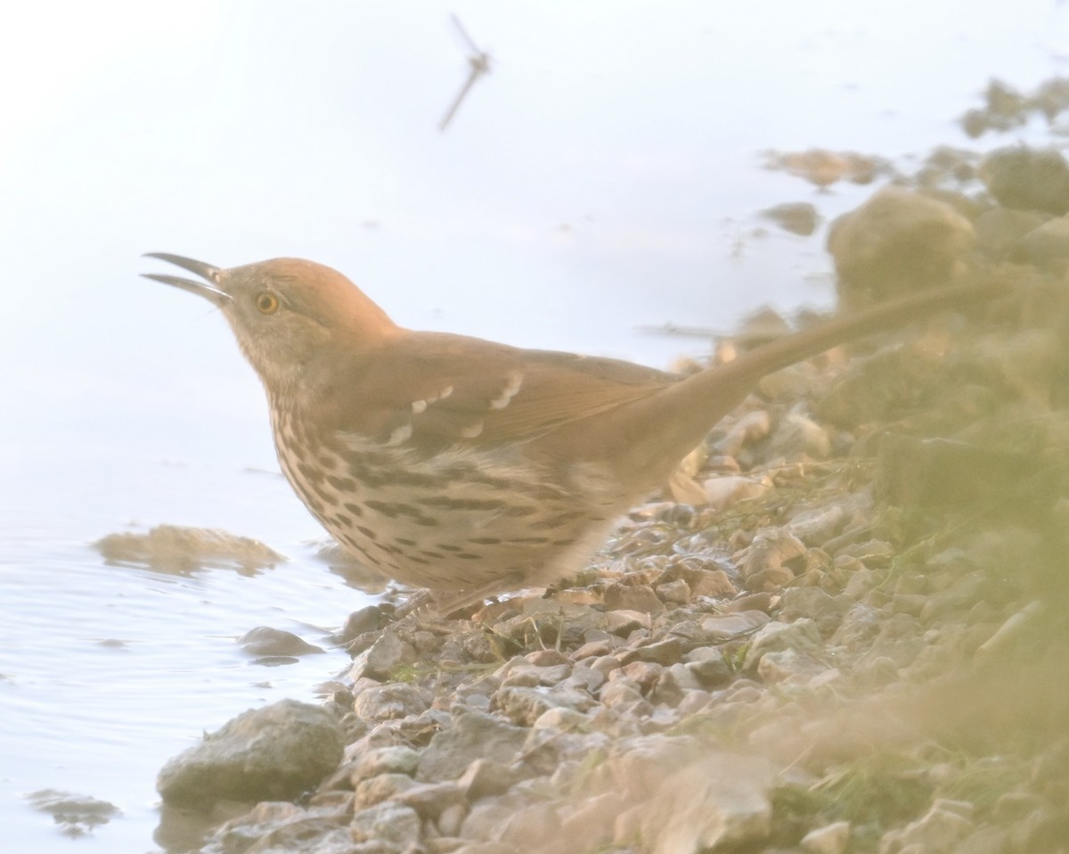 brunspottefugl - ML644370109