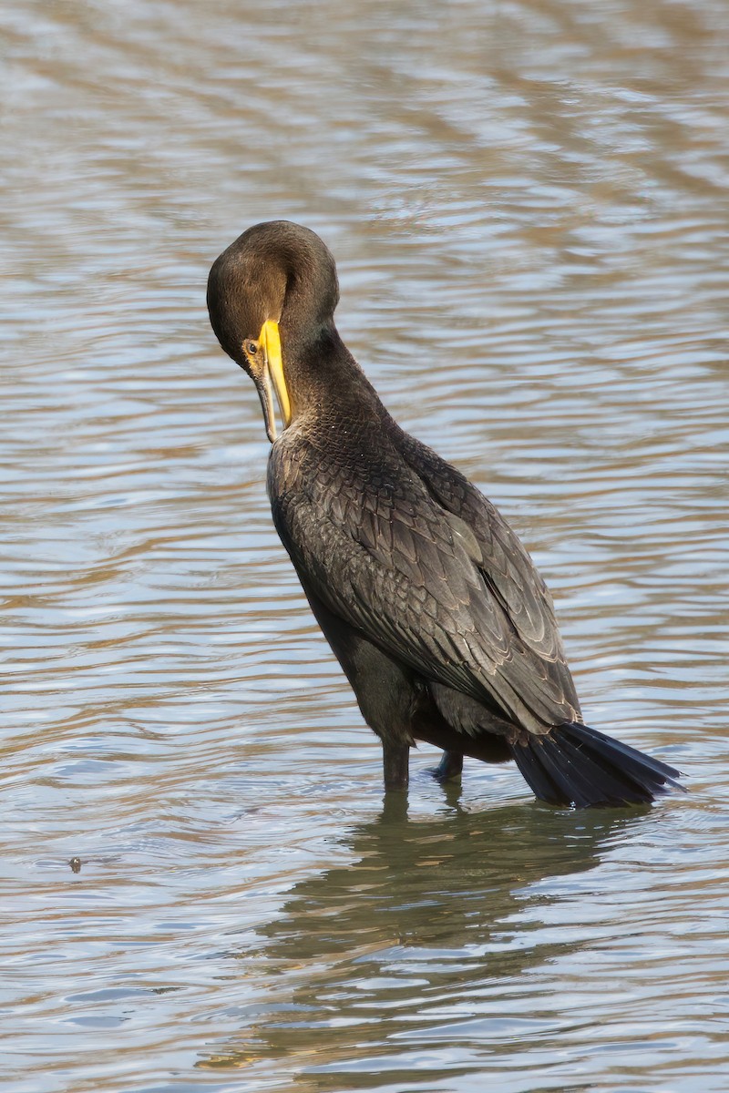 Double-crested Cormorant - ML644370118