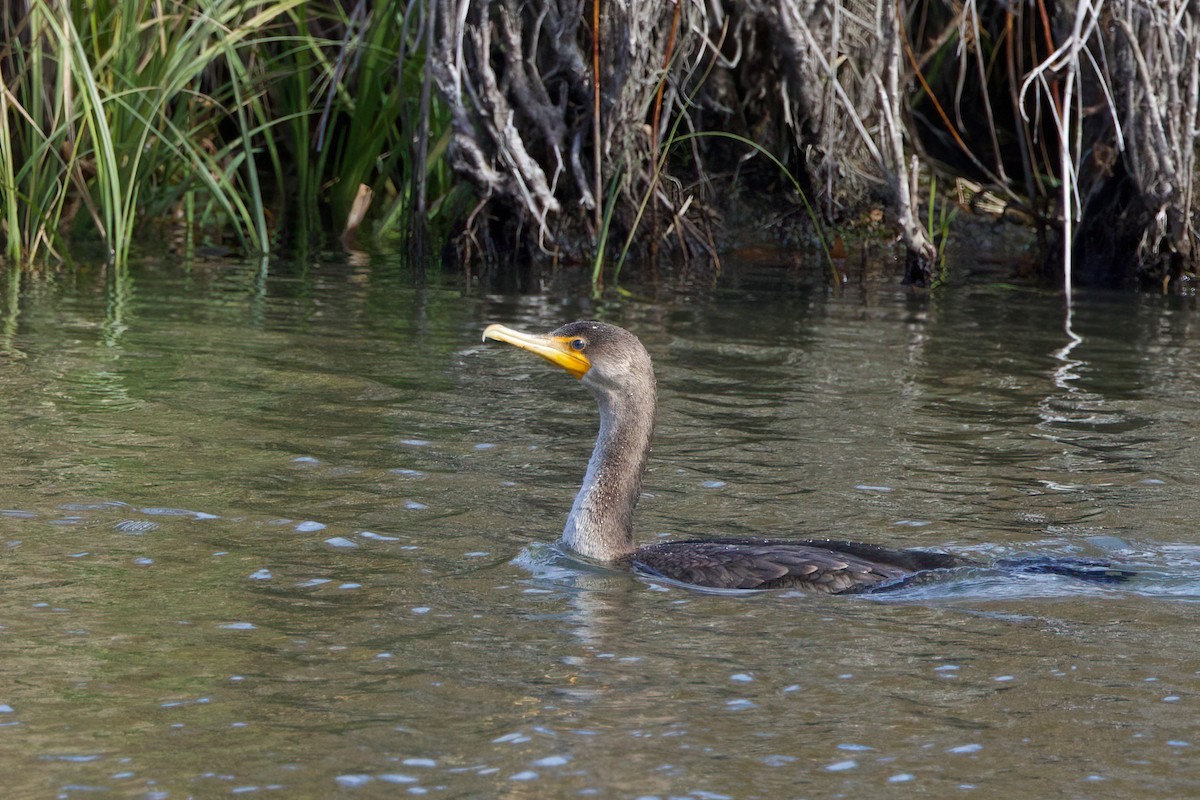 Double-crested Cormorant - ML644370119