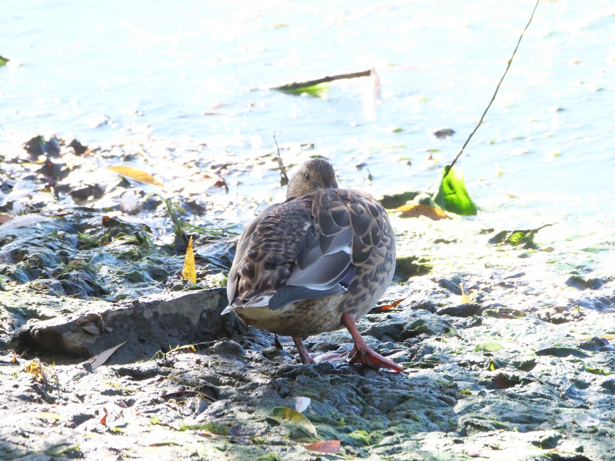 Mallard x American Black Duck (hybrid) - ML644370123
