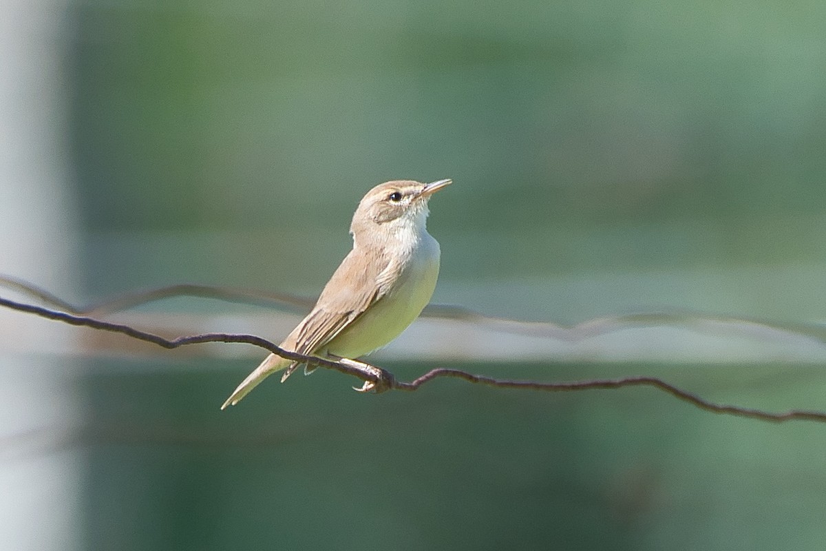 Booted Warbler - ML644370128