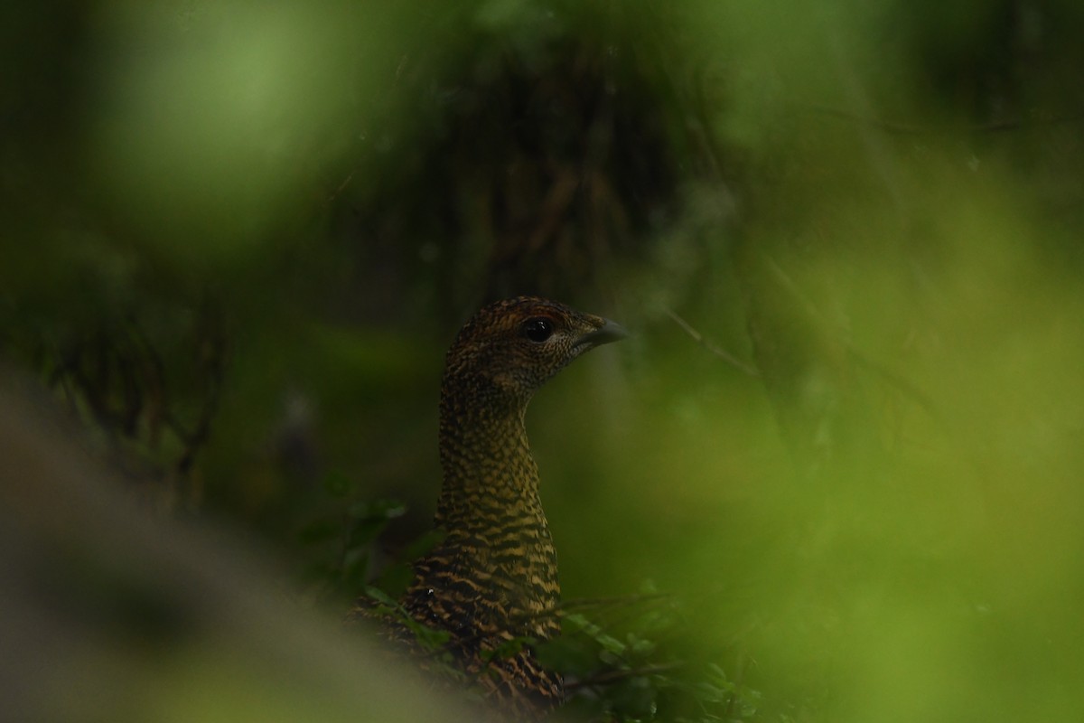 Хар хур - ML644370131