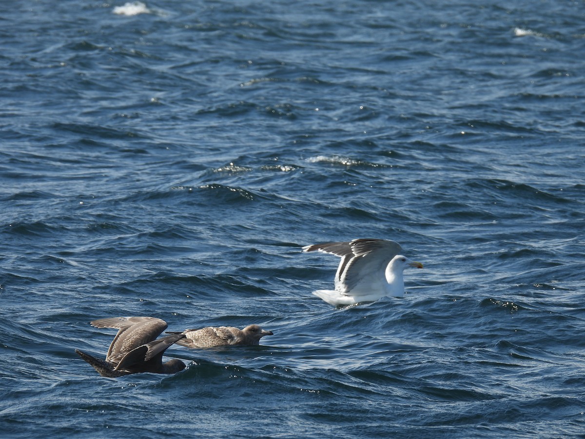 Great Black-backed Gull - ML644370133
