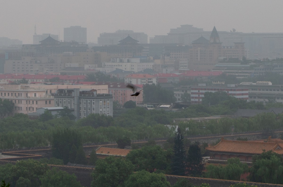 holub skalní (domácí) - ML644370136