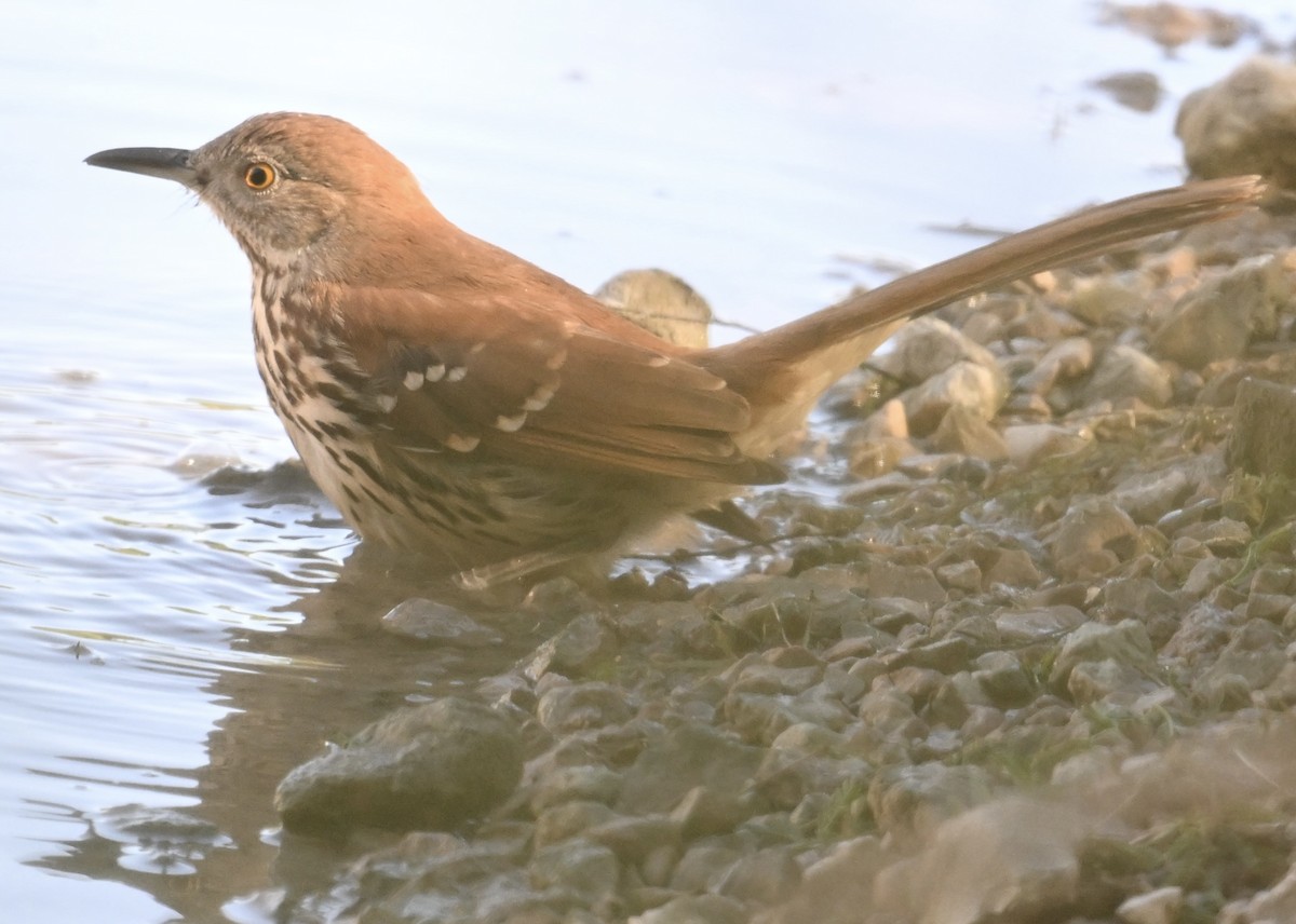 brunspottefugl - ML644370137