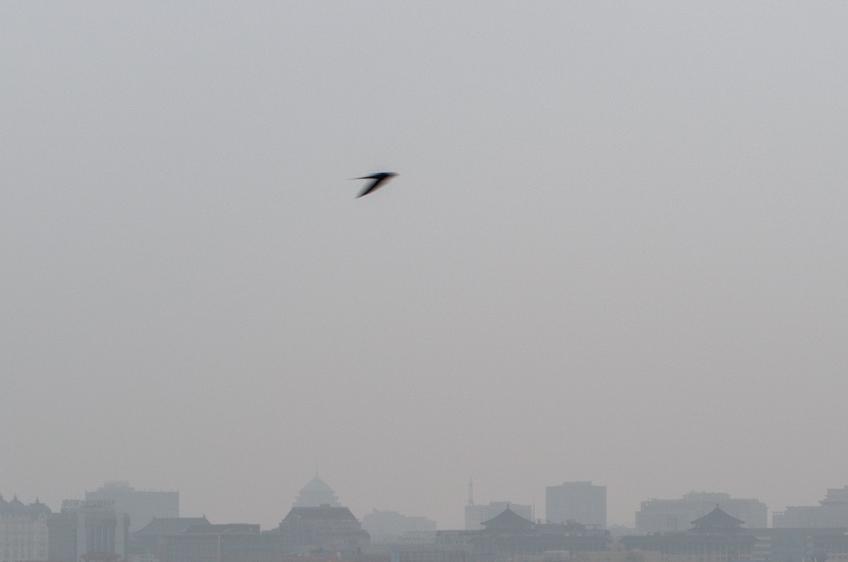 Mauersegler - ML644370140