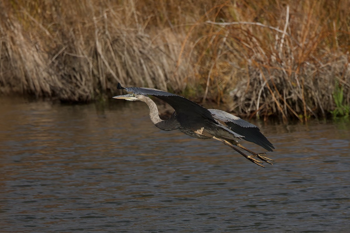 Great Blue Heron - ML644370142