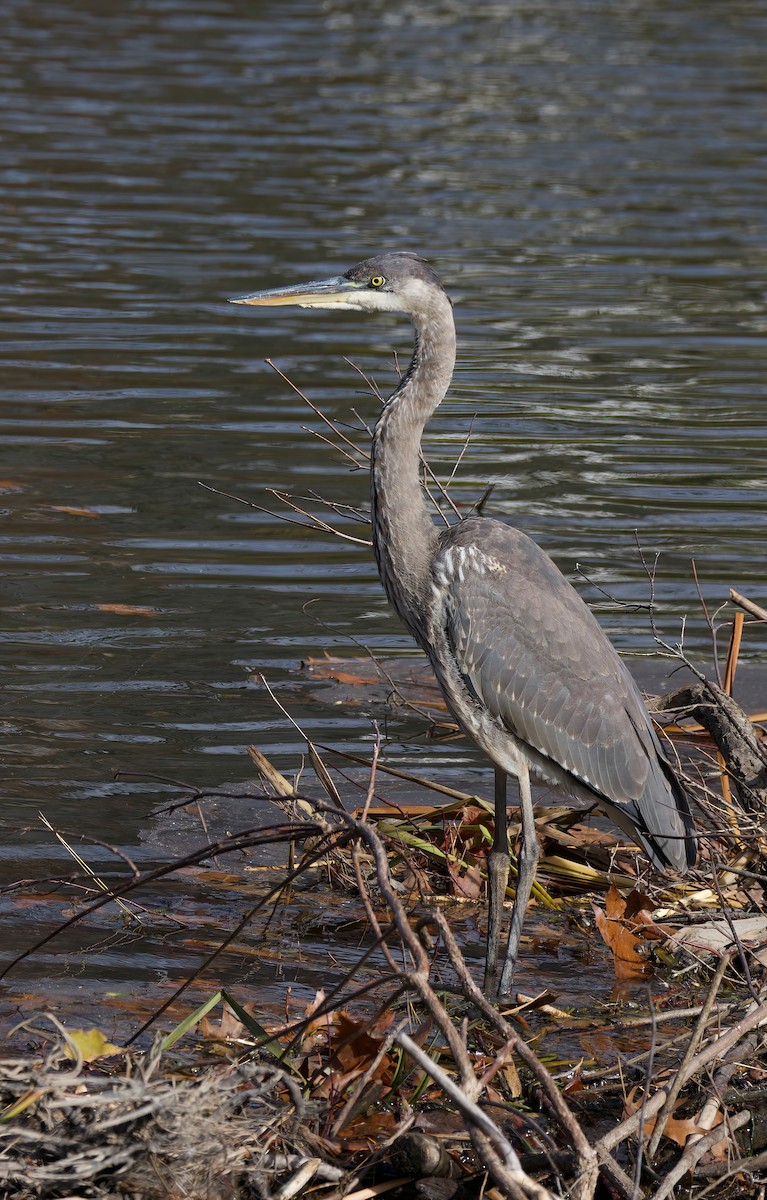 Great Blue Heron - ML644370143