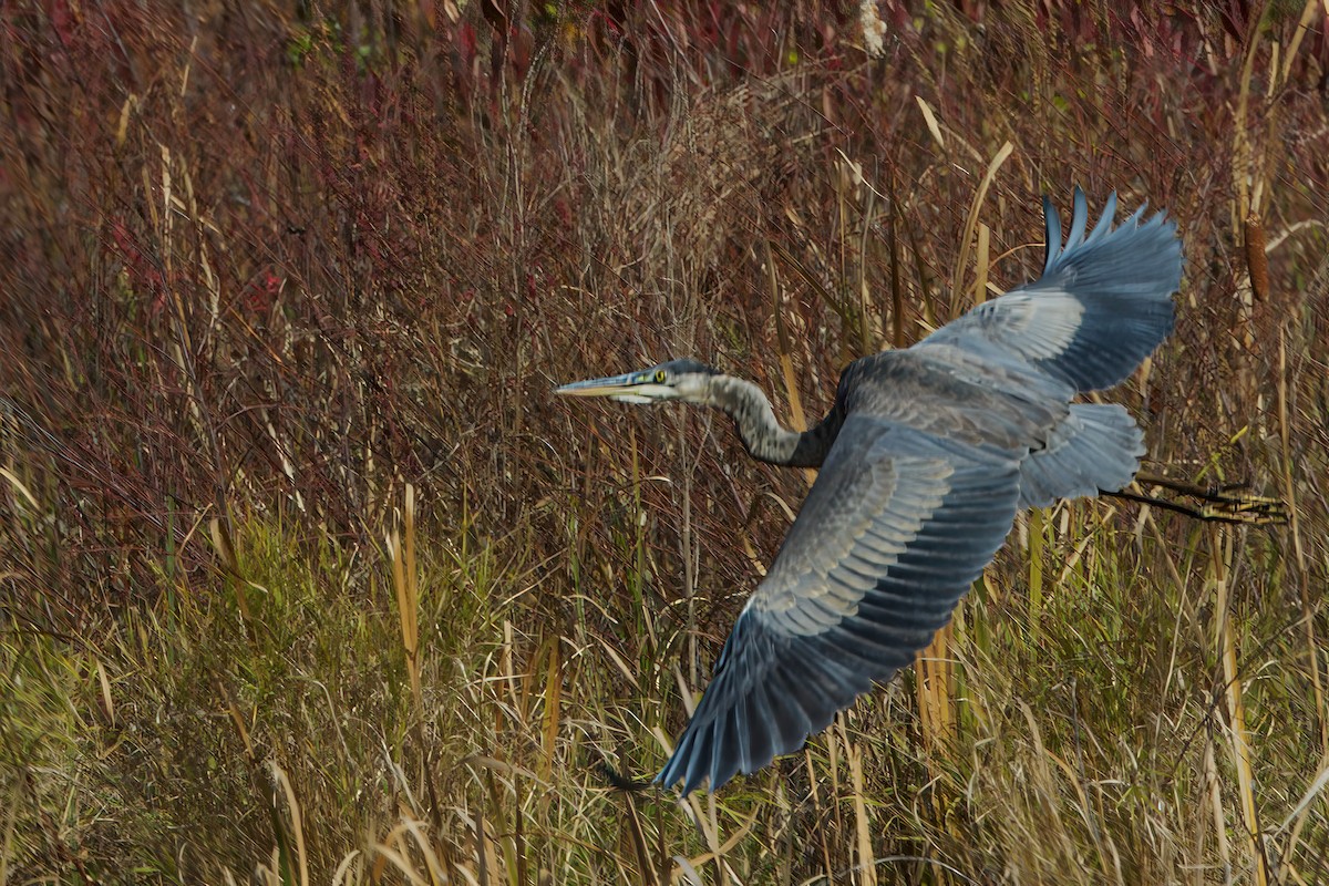 Great Blue Heron - ML644370144
