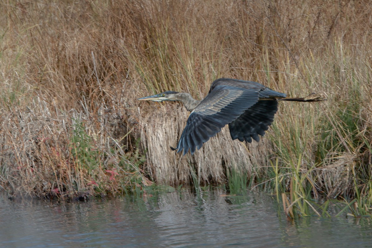Great Blue Heron - ML644370145