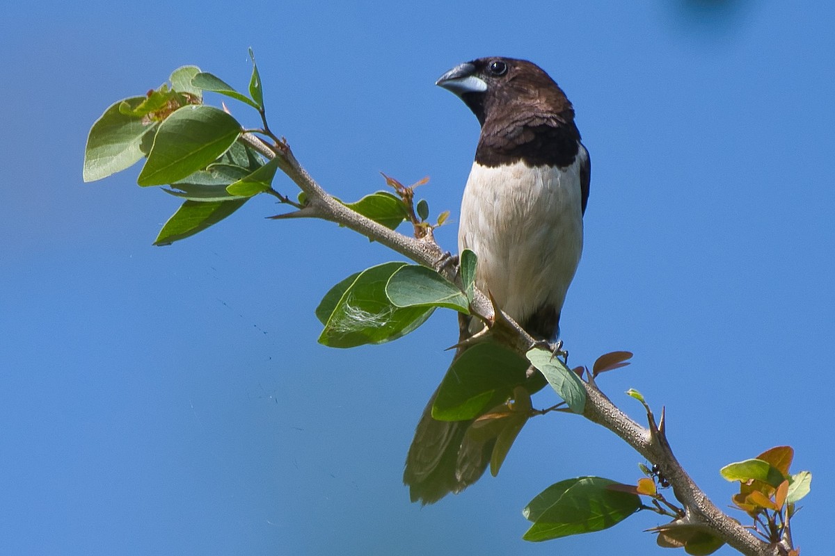 White-rumped Munia - ML644370152