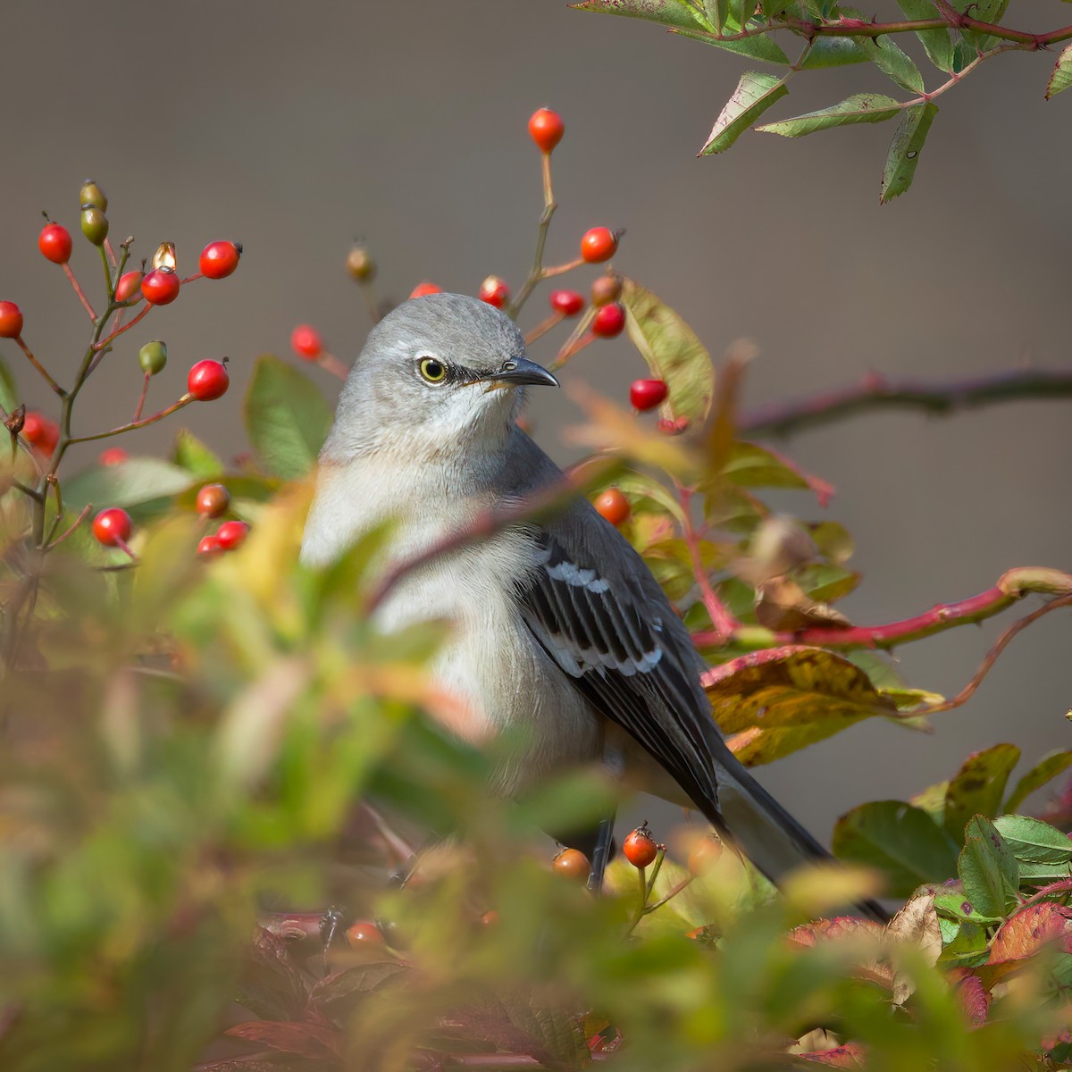Northern Mockingbird - ML644370153