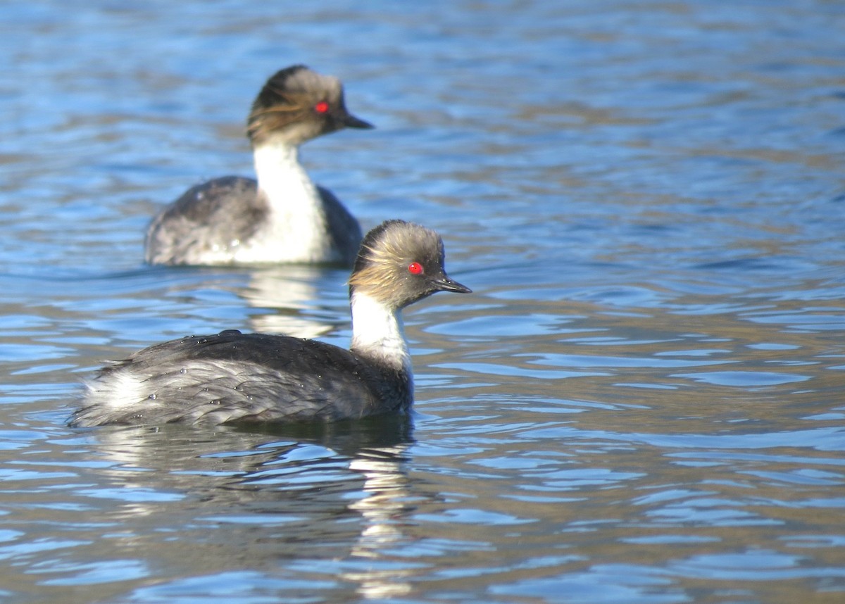 Silvery Grebe - ML644370161
