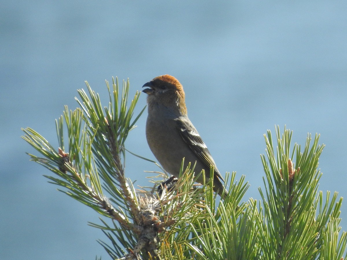 Смеречник тайговий - ML644370173
