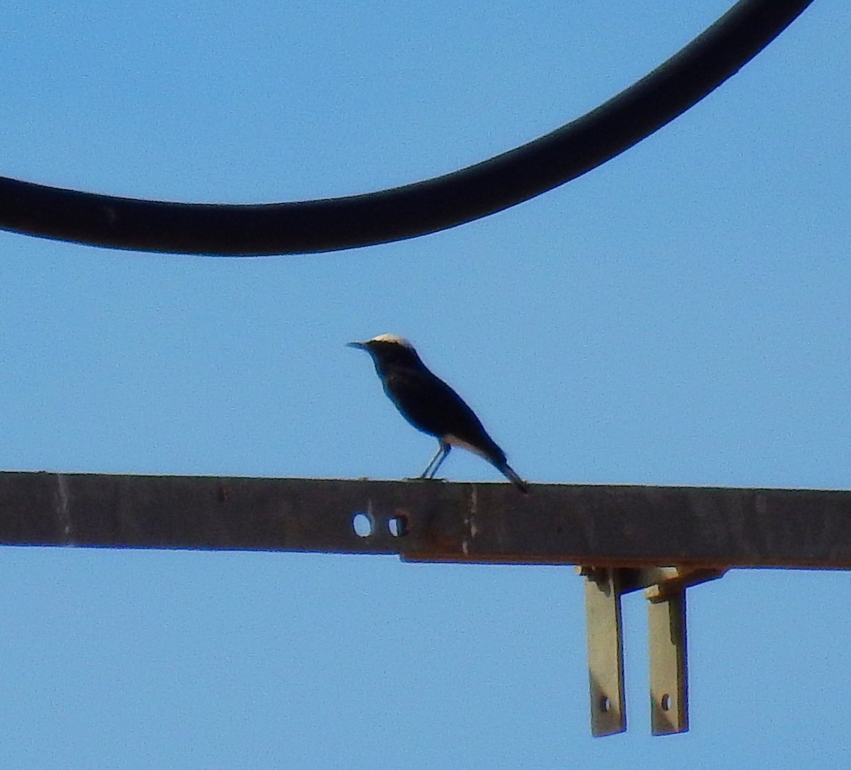 Saharasteinschmätzer - ML644370175