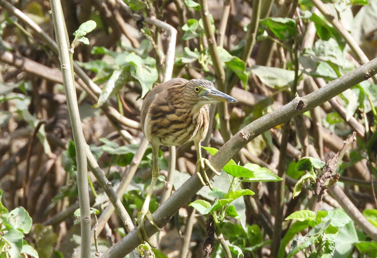 Индийская прудовая цапля - ML644370198