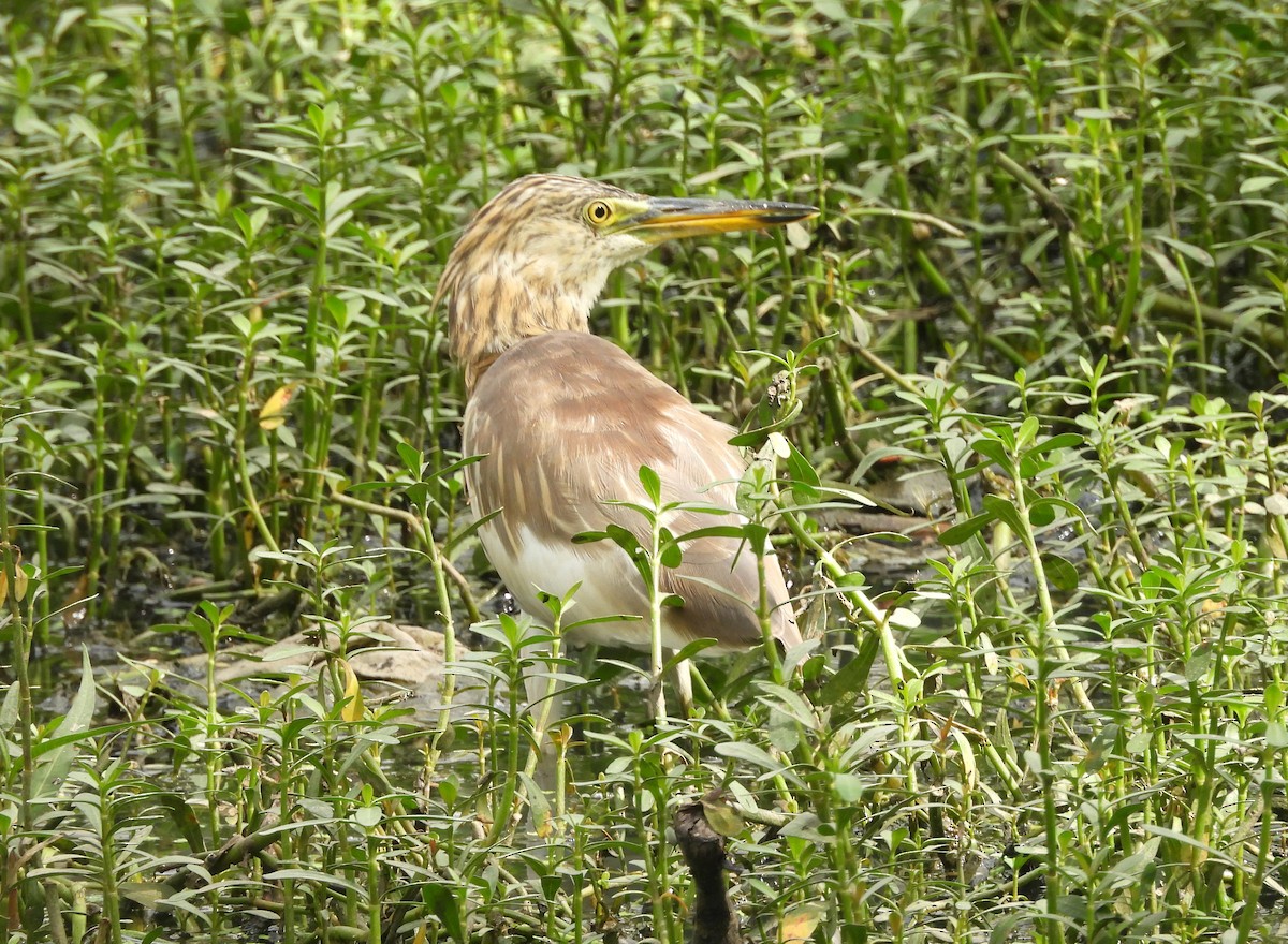Индийская прудовая цапля - ML644370199