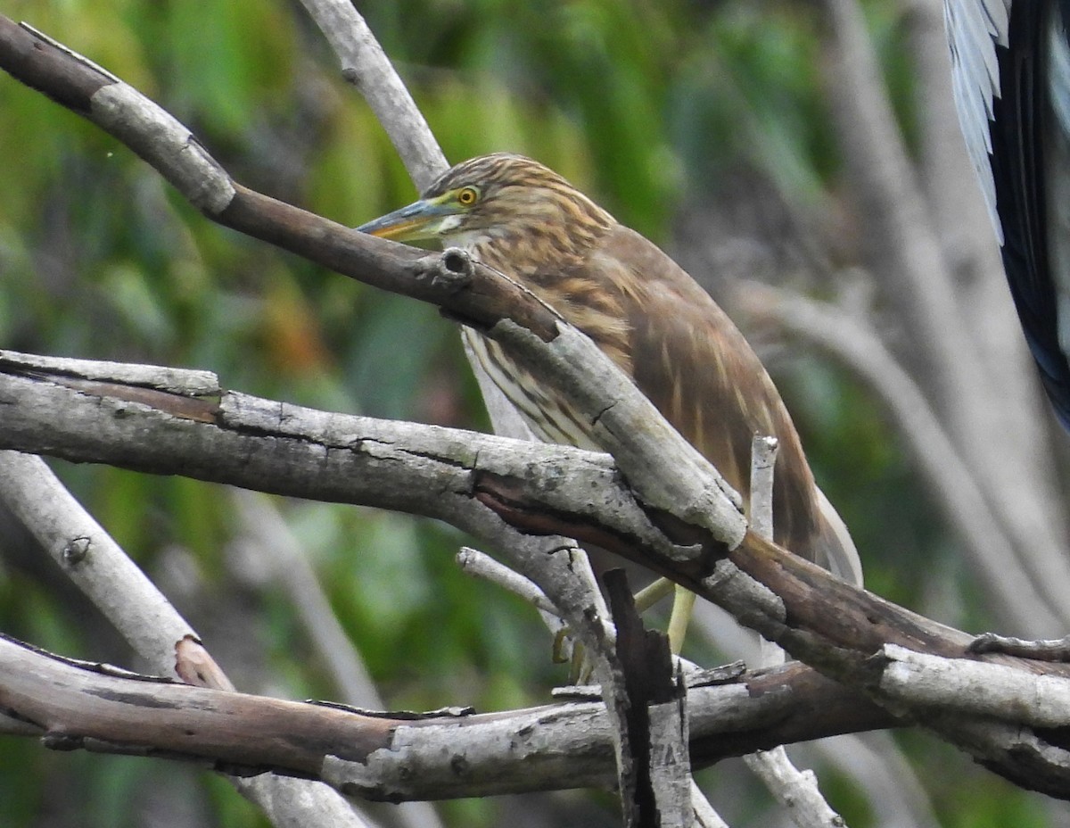 Индийская прудовая цапля - ML644370203