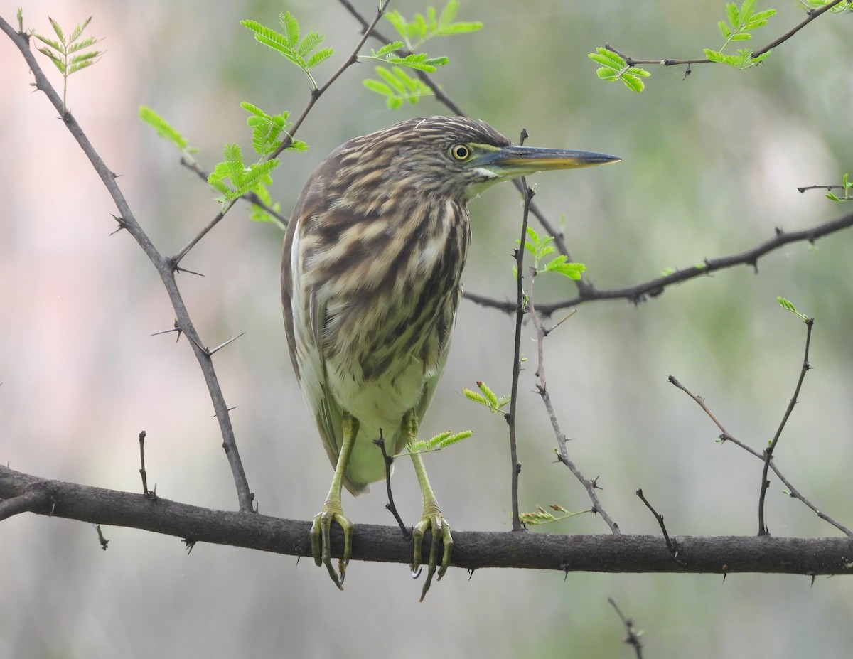 Индийская прудовая цапля - ML644370204