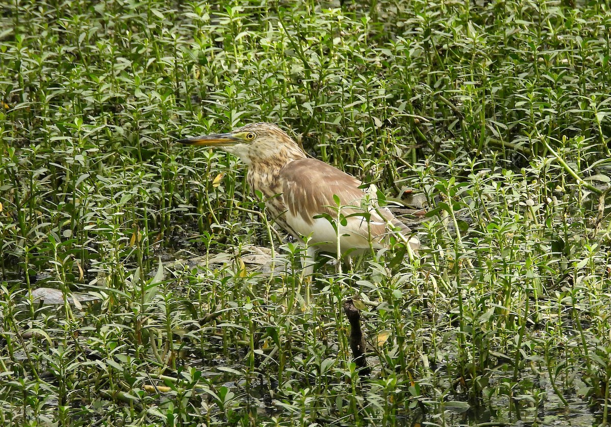 Индийская прудовая цапля - ML644370205