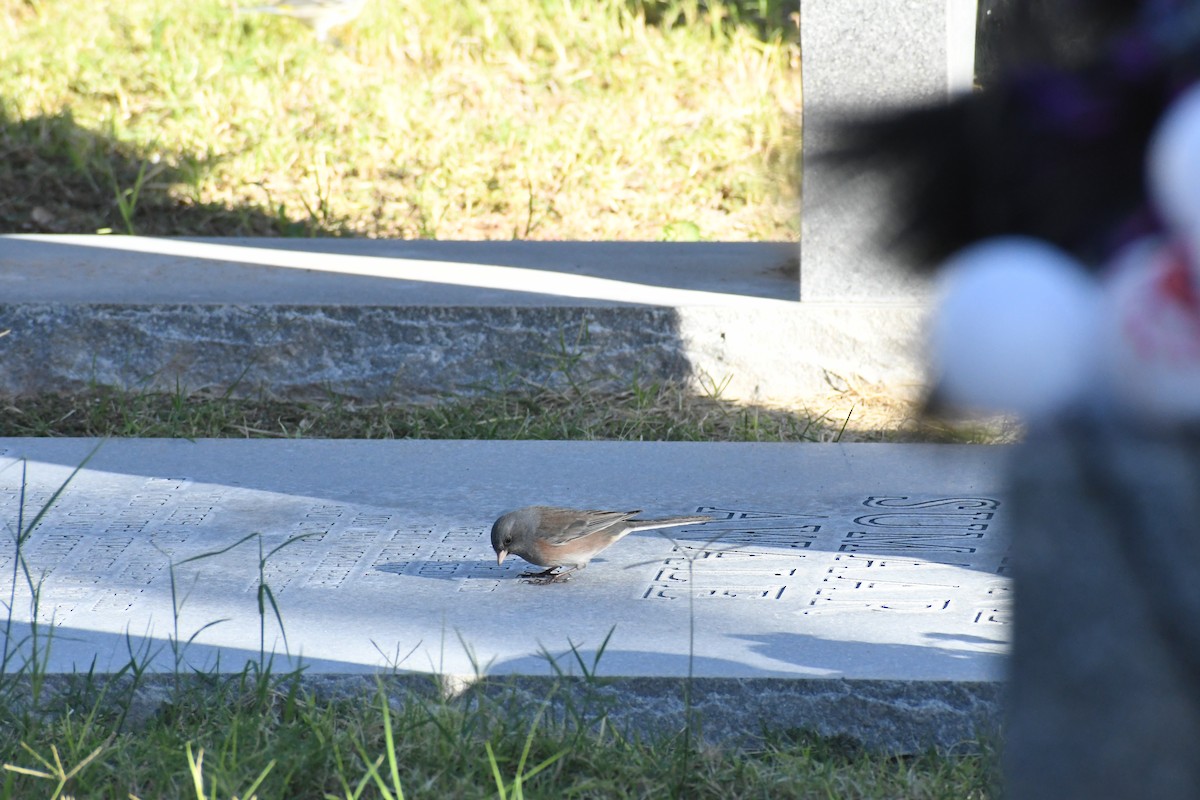 Dark-eyed Junco (Pink-sided) - ML644370207