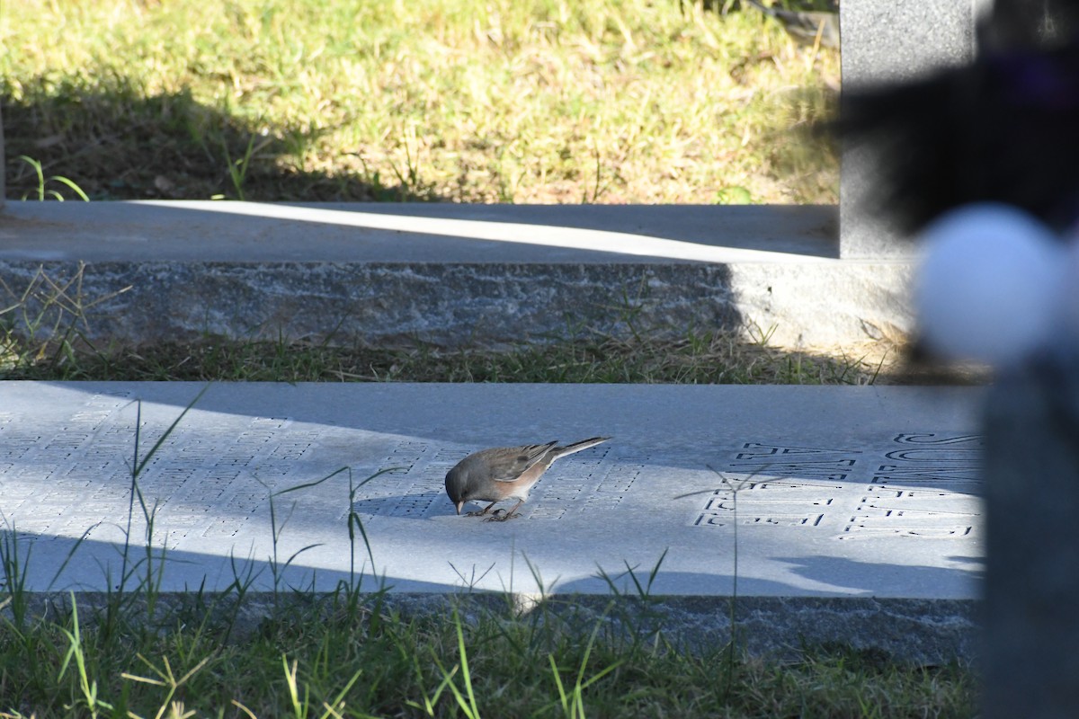 Dark-eyed Junco (Pink-sided) - ML644370208