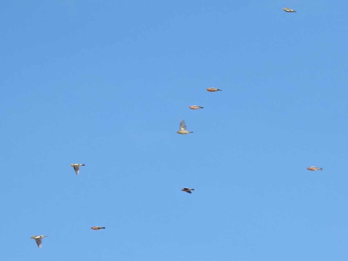 White-winged Crossbill - ML644370214