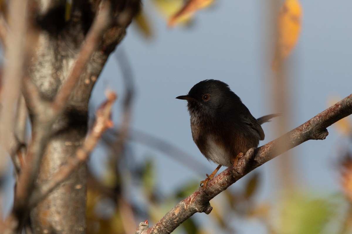 Dartford Warbler - ML644370232