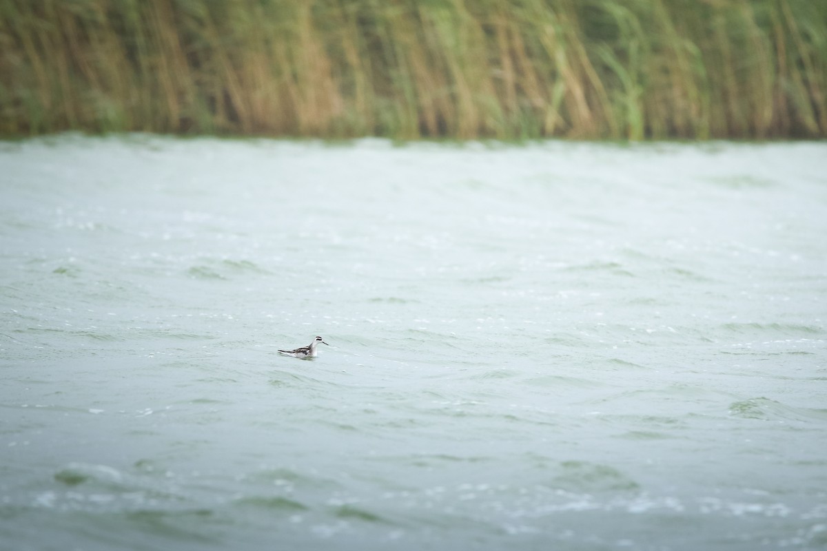 Плавунець круглодзьобий - ML644370241