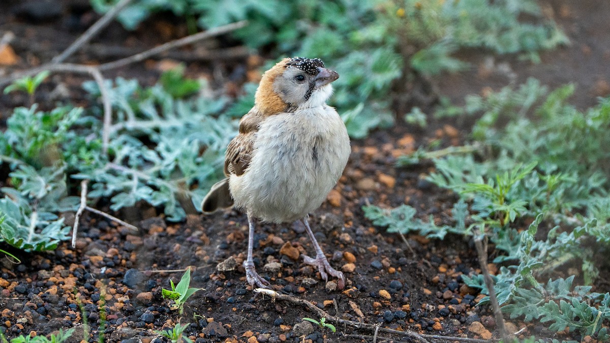 Speckle-fronted Weaver - ML644370249