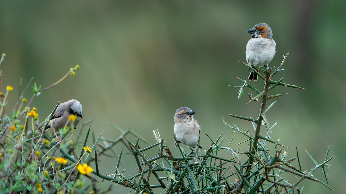 Moineau roux - ML644370255