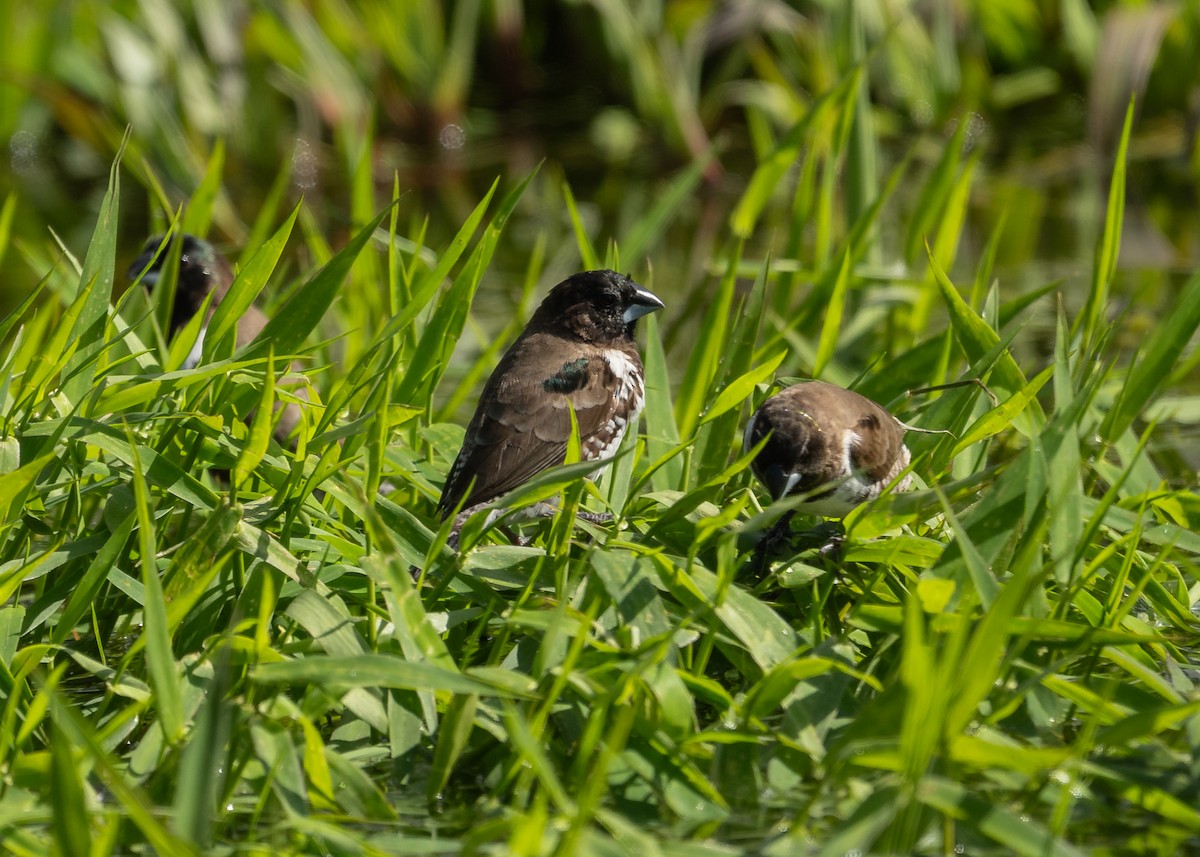 Tunç Renkli Munya - ML644370256