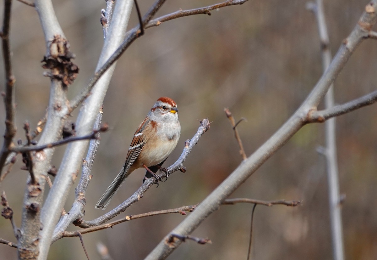 Пасовник північний - ML644370258