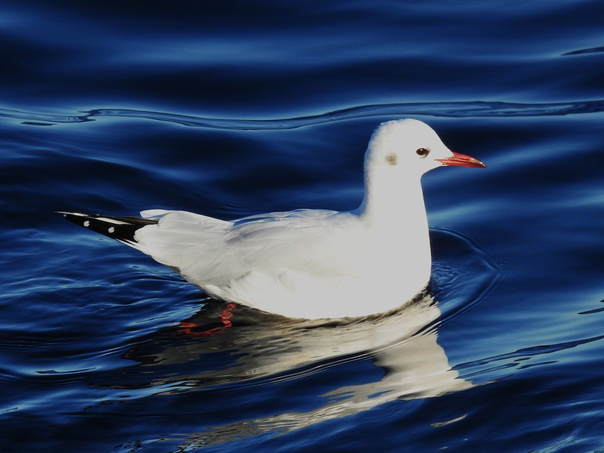Black-headed Gull - ML644370259