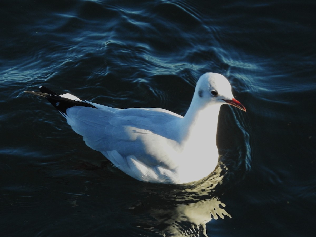 Black-headed Gull - ML644370260
