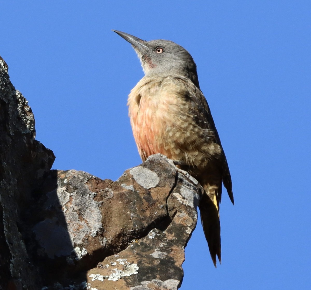 Pic laboureur - ML644370261