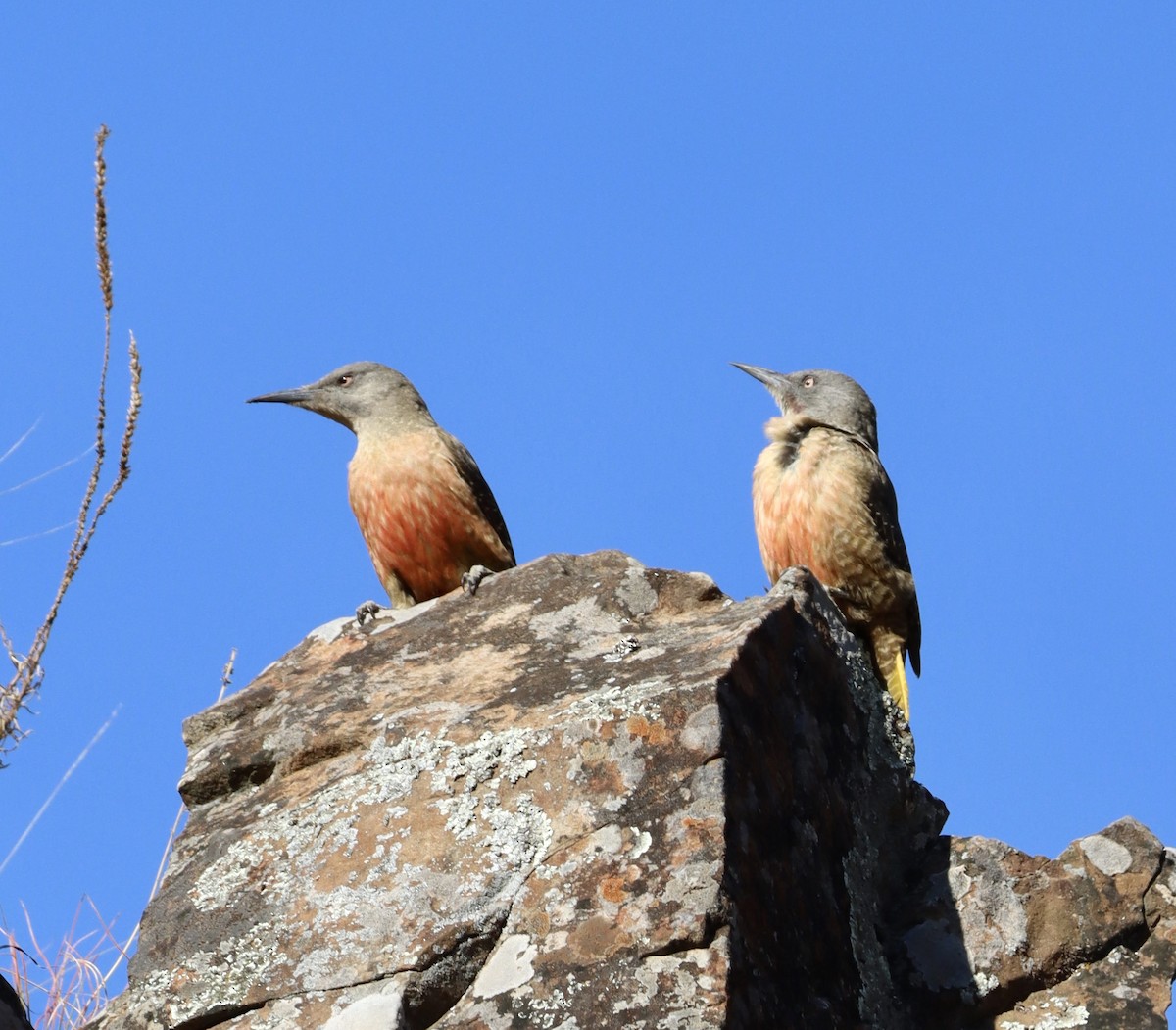 Pic laboureur - ML644370262