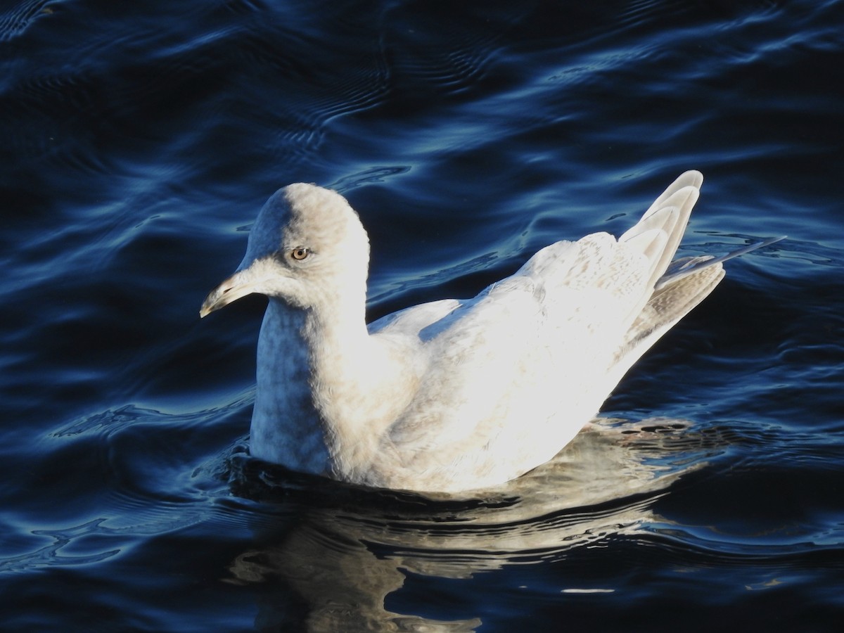 Iceland Gull - ML644370272