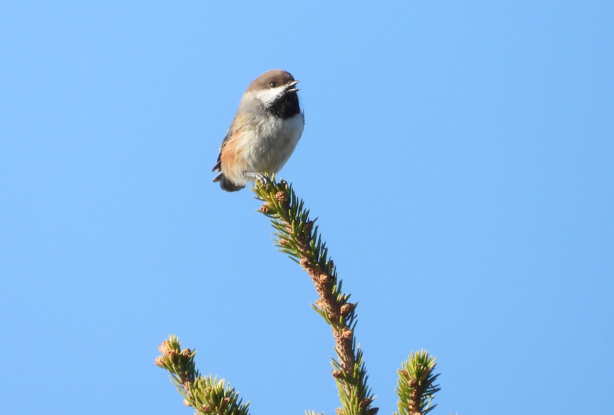 Mésange à tête brune - ML644370273