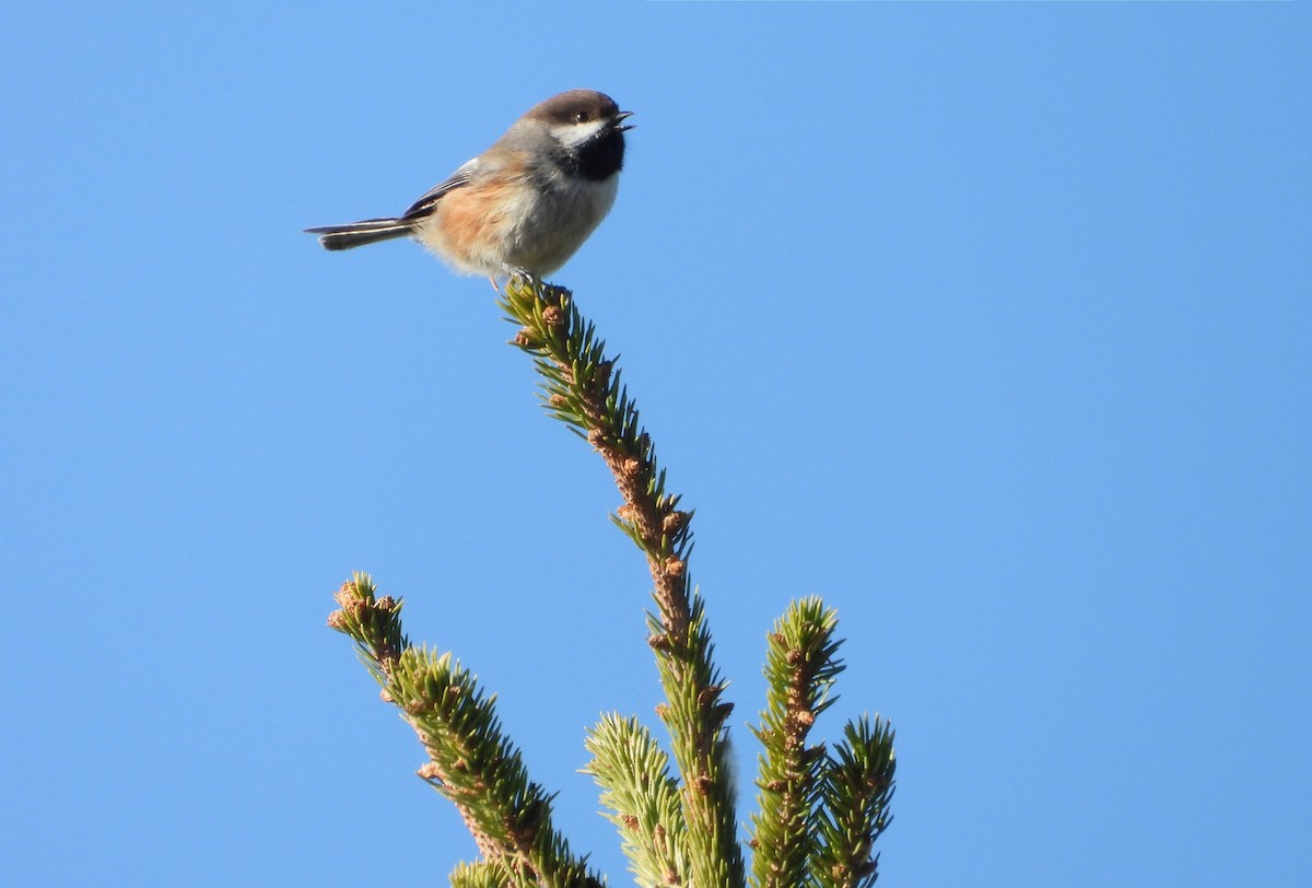 Mésange à tête brune - ML644370274