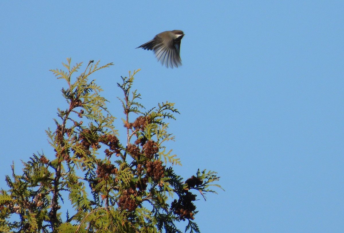 Mésange à tête brune - ML644370275