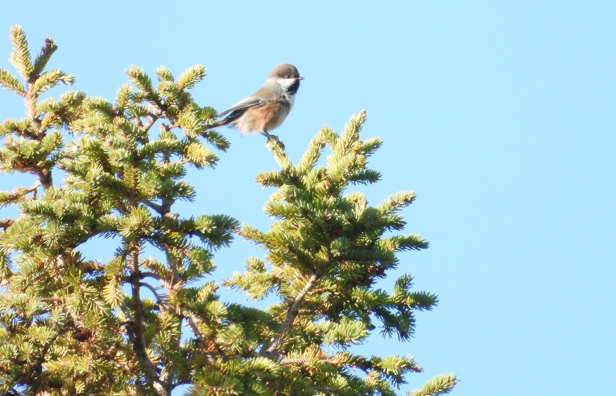 Mésange à tête brune - ML644370276