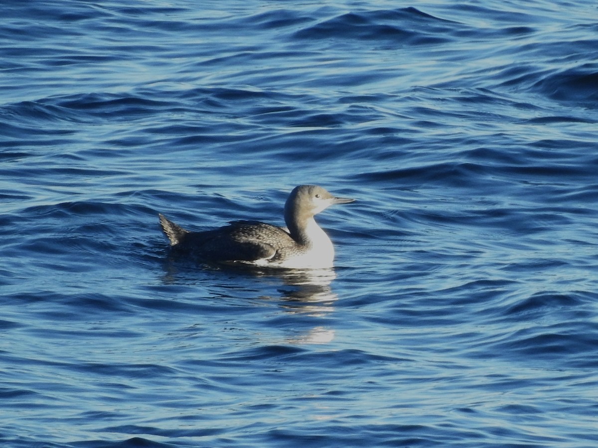Red-throated Loon - ML644370279