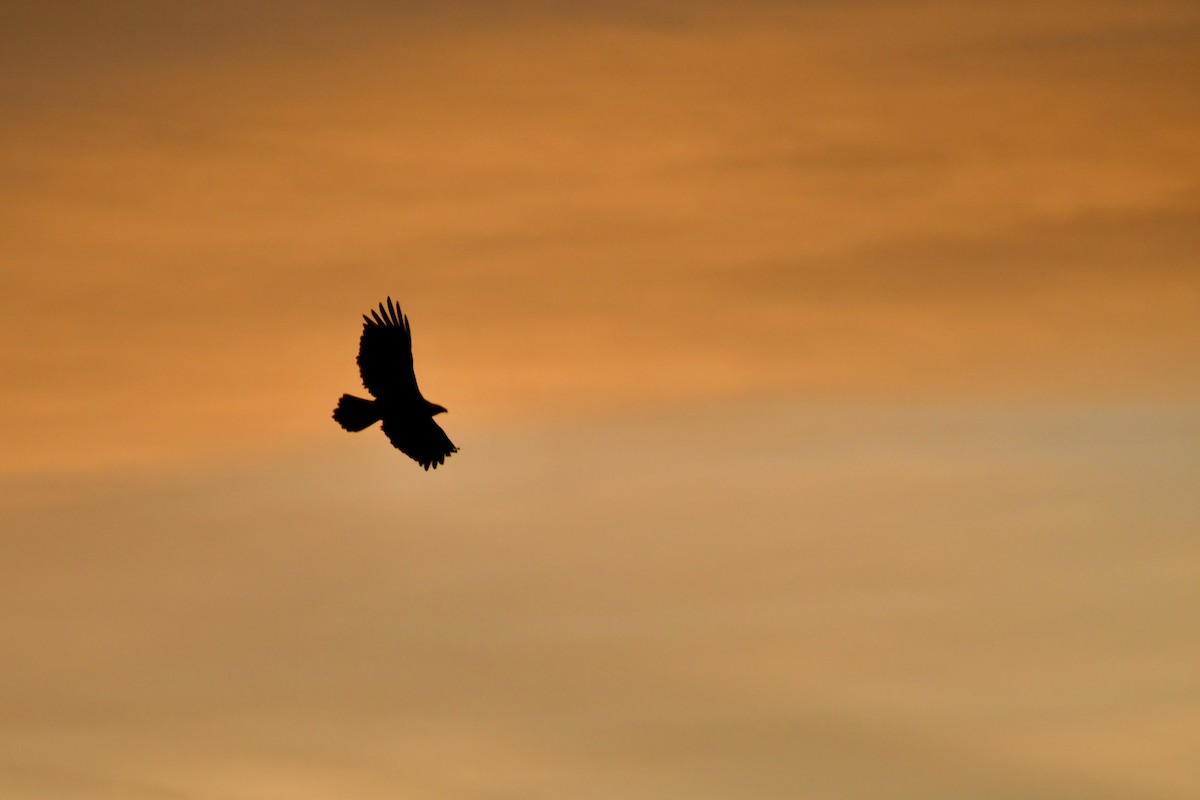 Golden Eagle - ML644370287