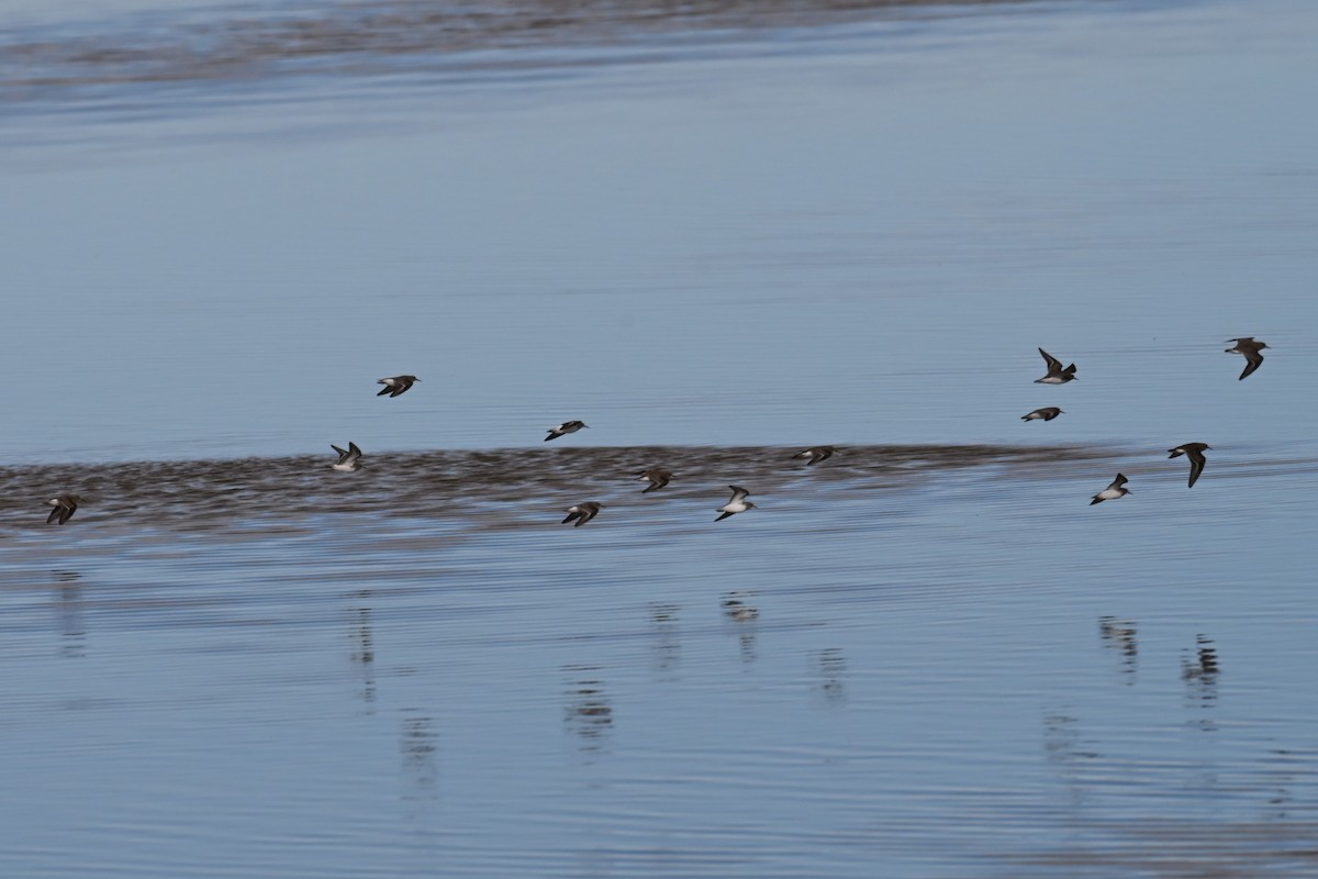 Correlimos sp. - ML644370290