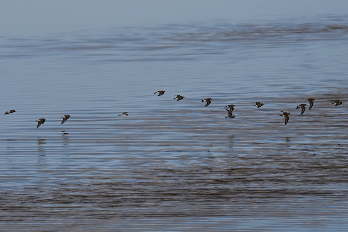 Correlimos sp. - ML644370304