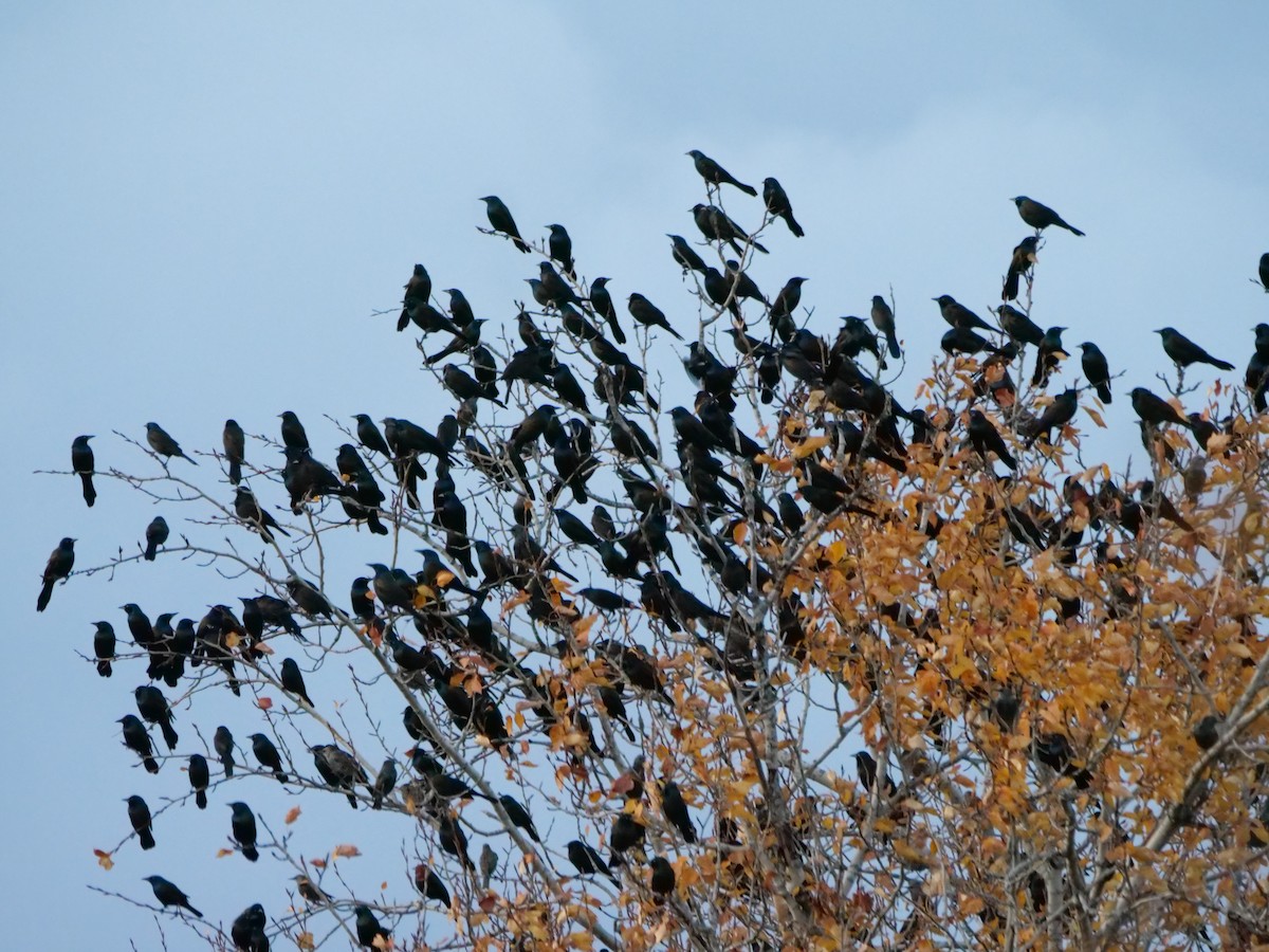 Quiscale bronzé (versicolor) - ML644370305